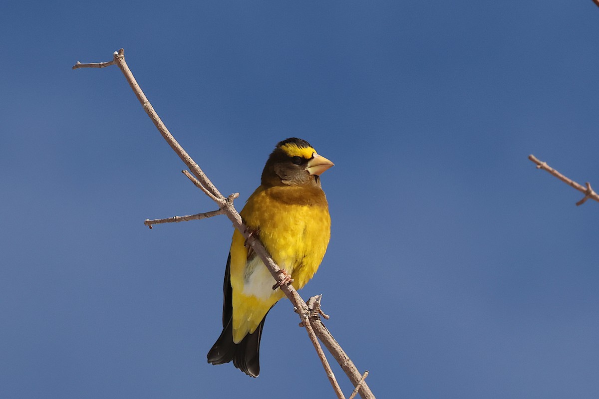 Evening Grosbeak - ML646617721