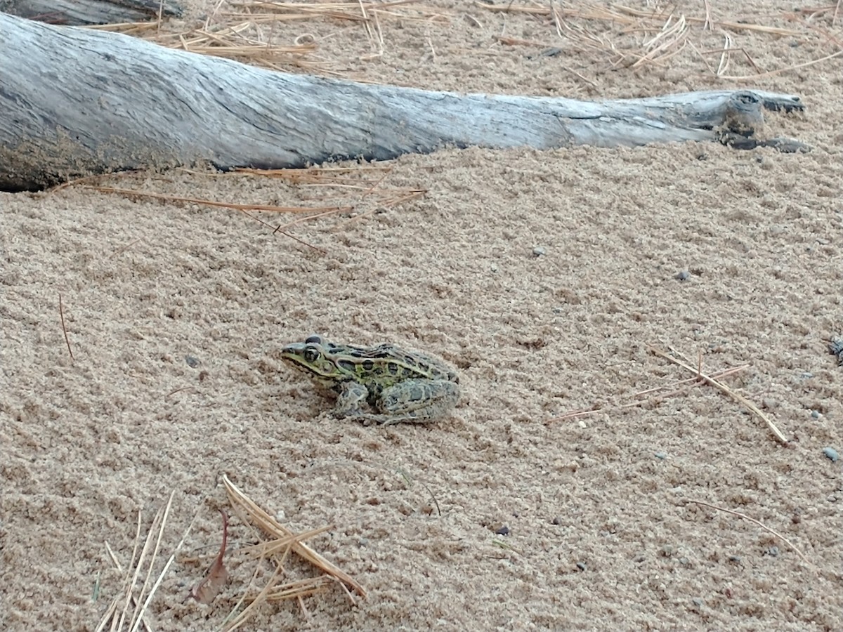 Rana leopardo norteña - ML646617722