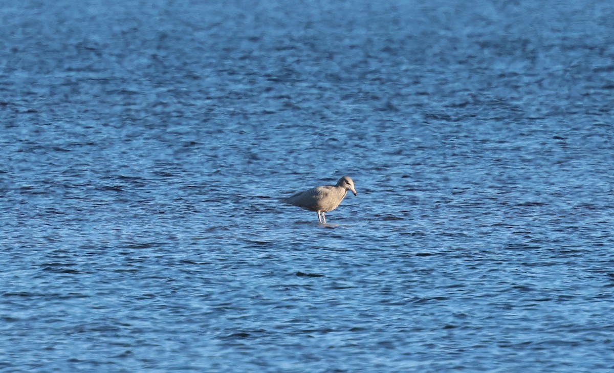 Glaucous Gull - ML646617725