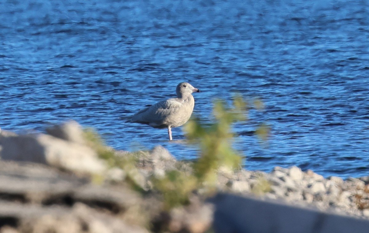 Glaucous Gull - ML646617726