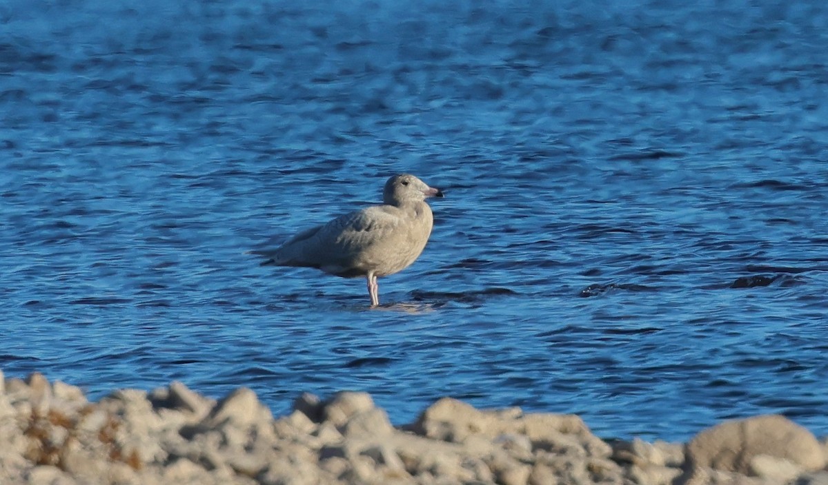 Glaucous Gull - ML646617727