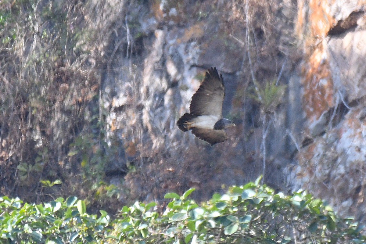 høvdingvåk - ML646617728