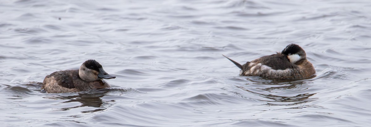 Ruddy Duck - ML646617729