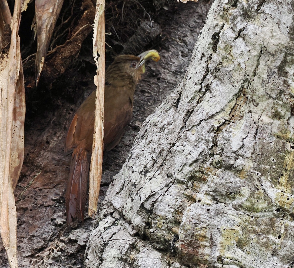 Cinnamon-throated Woodcreeper - ML646617732