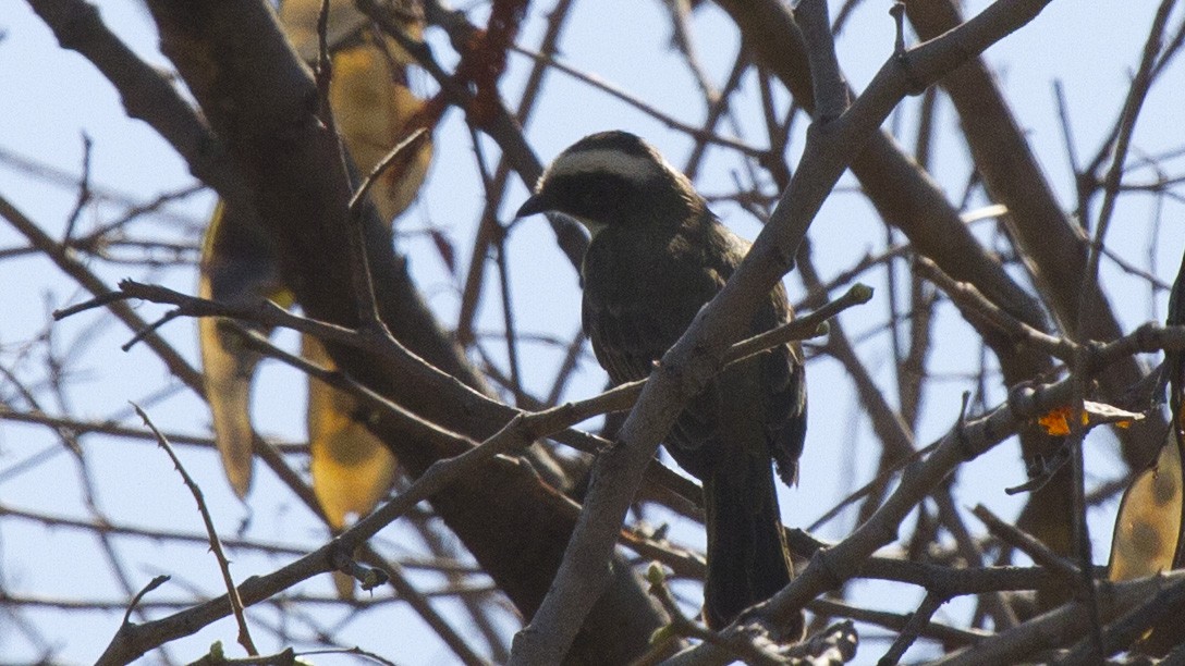 Красношапочный бентеви - ML646617733