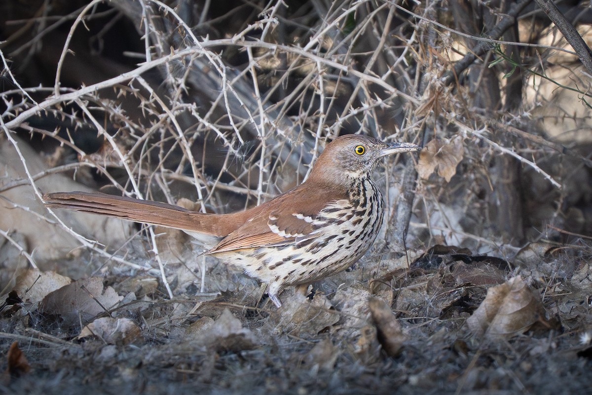 Brown Thrasher - ML646617737