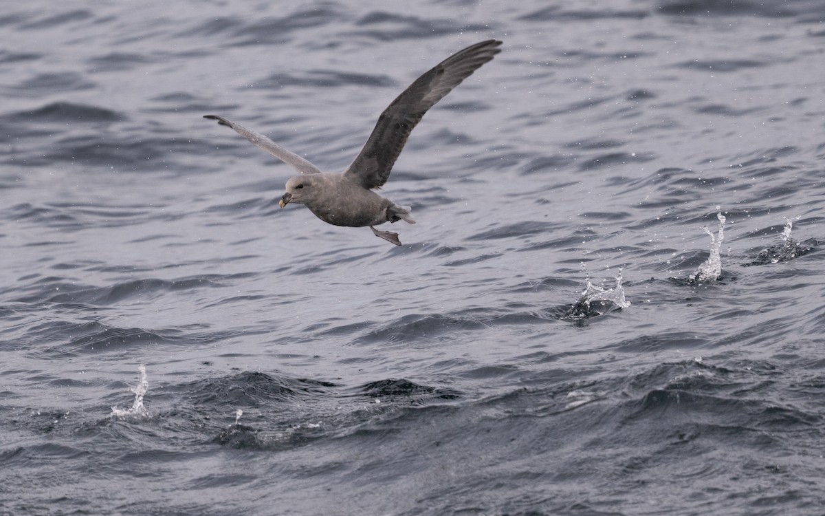 Northern Fulmar - ML646617738