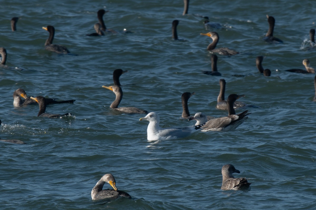 Polarmöwe (Thayermöwe) - ML646617746