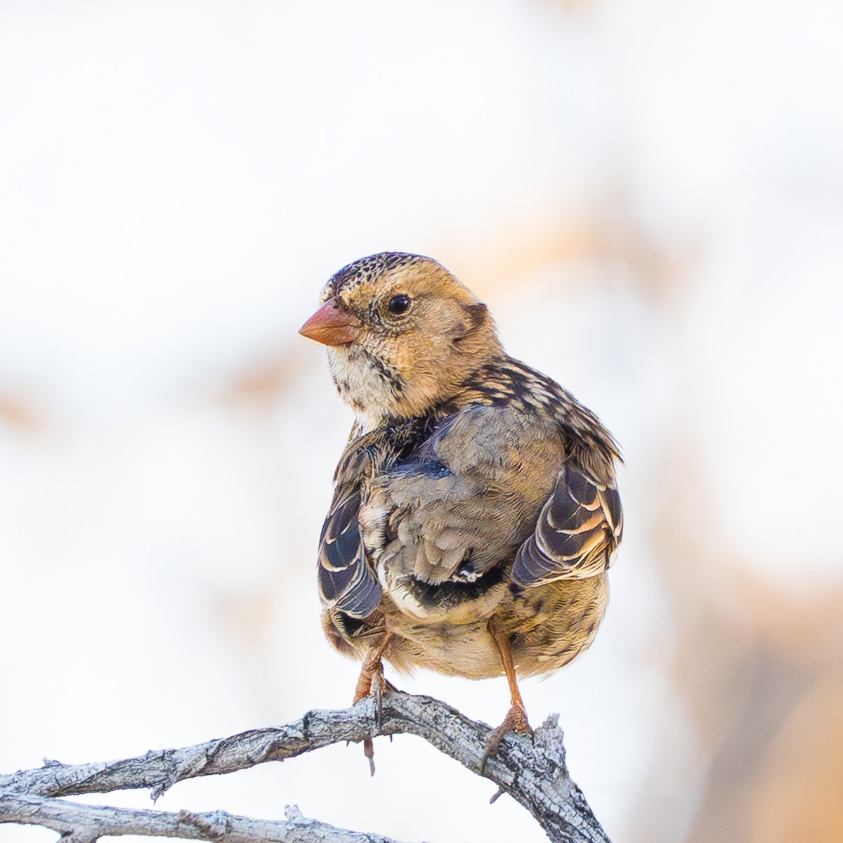 Harris's Sparrow - ML646617747