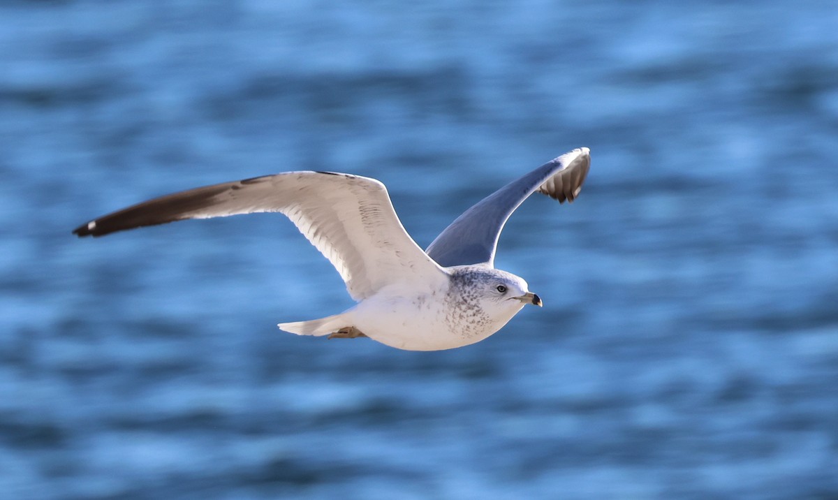 racek kroužkozobý - ML646617749