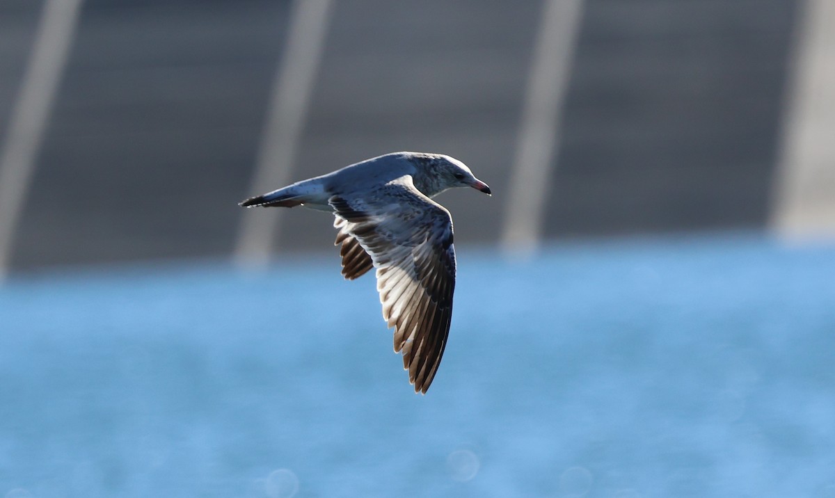 racek kroužkozobý - ML646617750