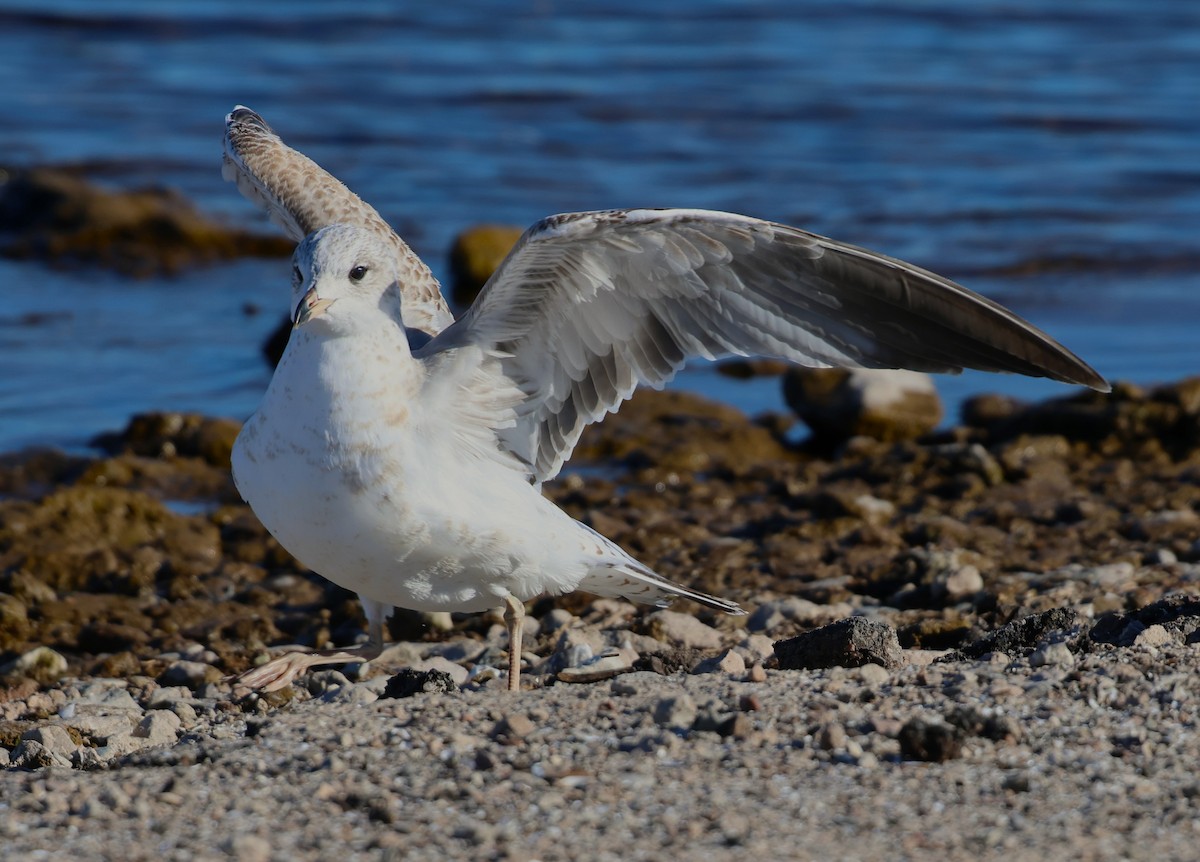 racek kroužkozobý - ML646617751