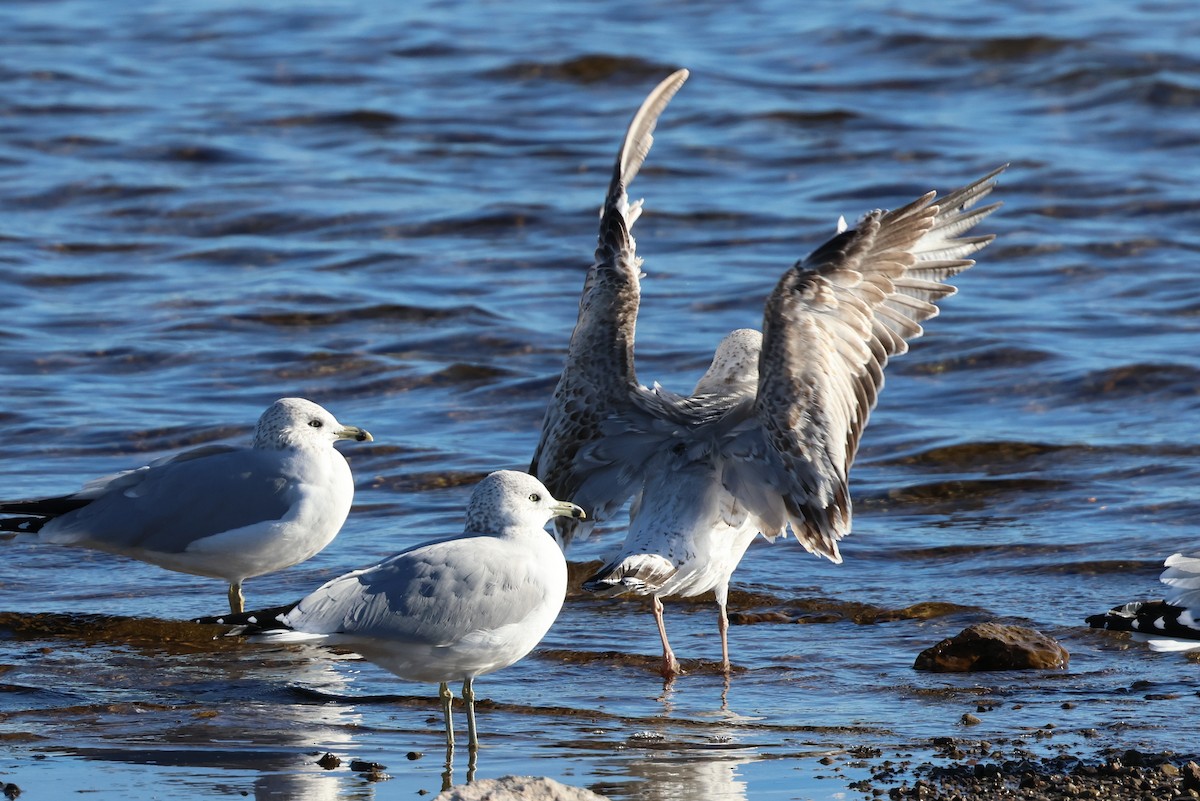 racek kroužkozobý - ML646617752