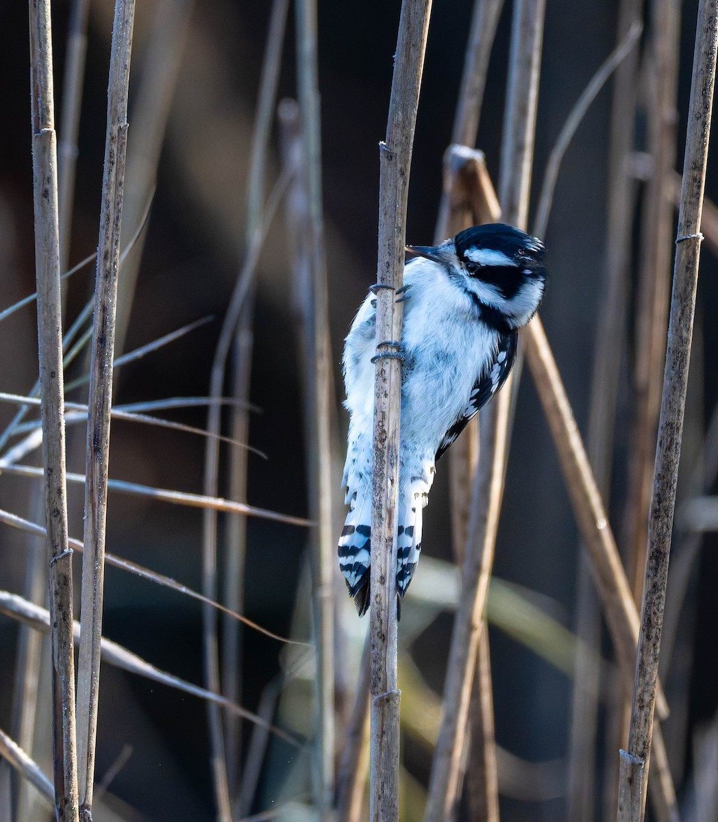 Downy Woodpecker - ML646617759