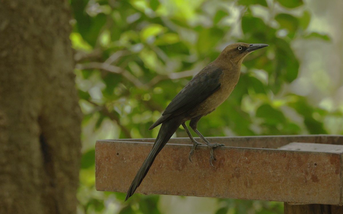 Great-tailed Grackle - ML646617760