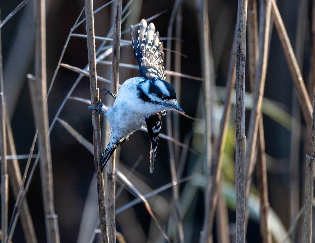 Downy Woodpecker - ML646617761