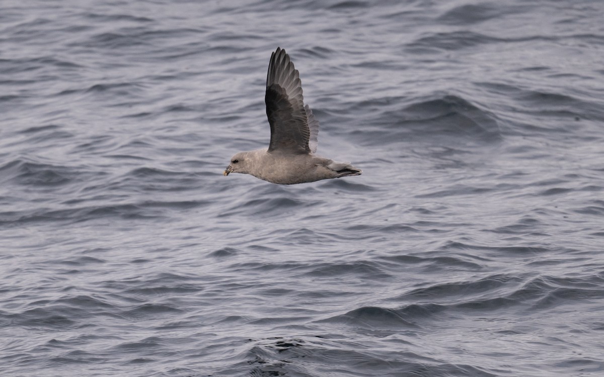 Northern Fulmar - ML646617765