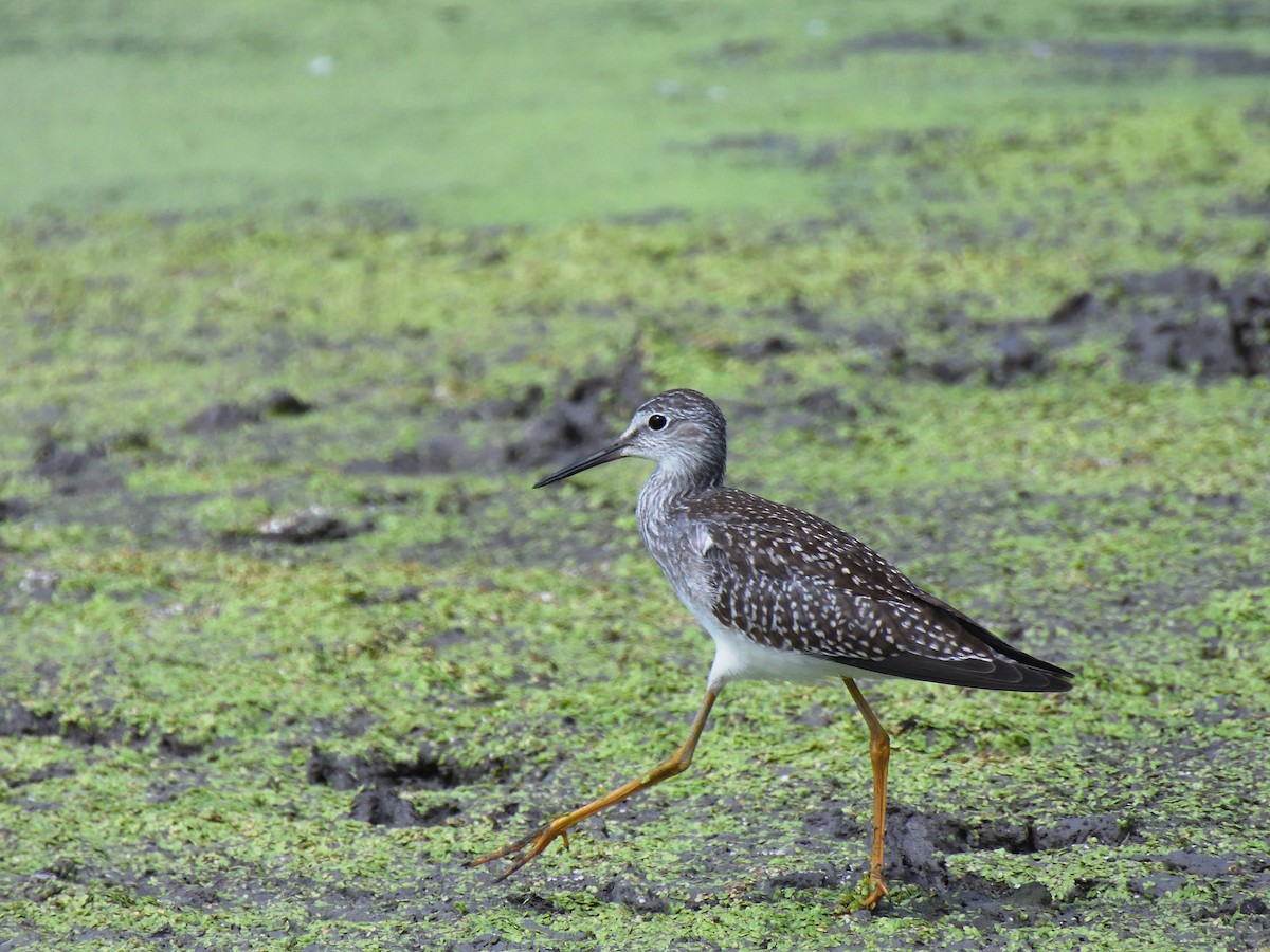 Lesser Yellowlegs - ML646617768