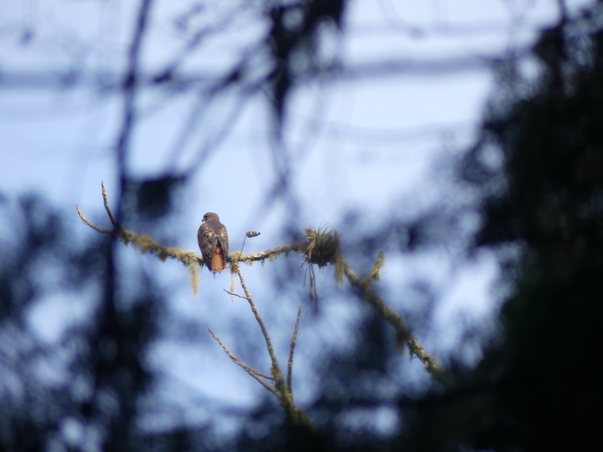 rødstjertvåk - ML646617769