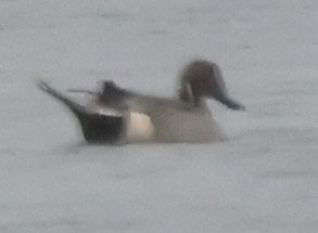 Canard pilet - ML646617770