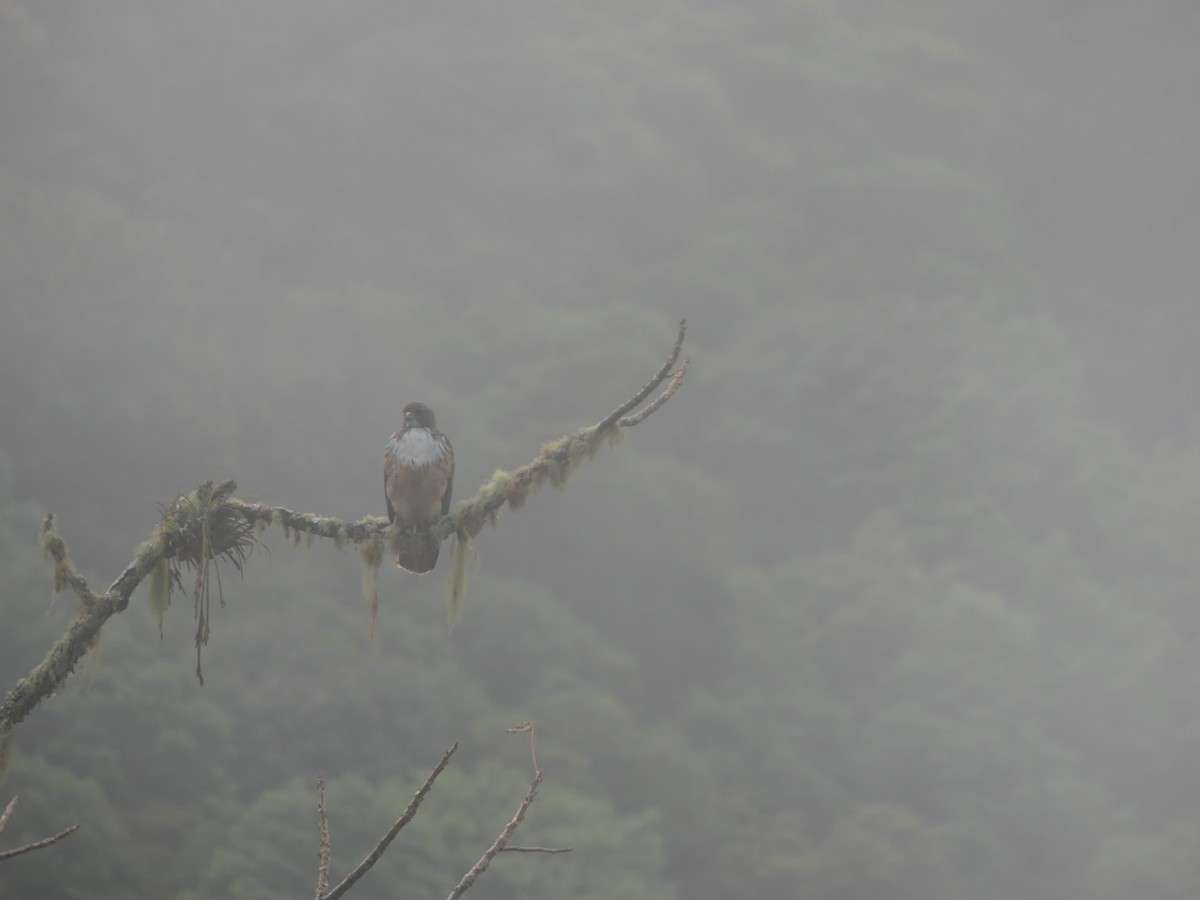 rødstjertvåk - ML646617771