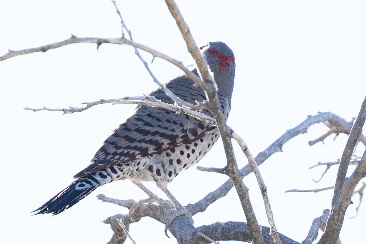 Northern Flicker (Yellow-shafted x Red-shafted) - ML646617772