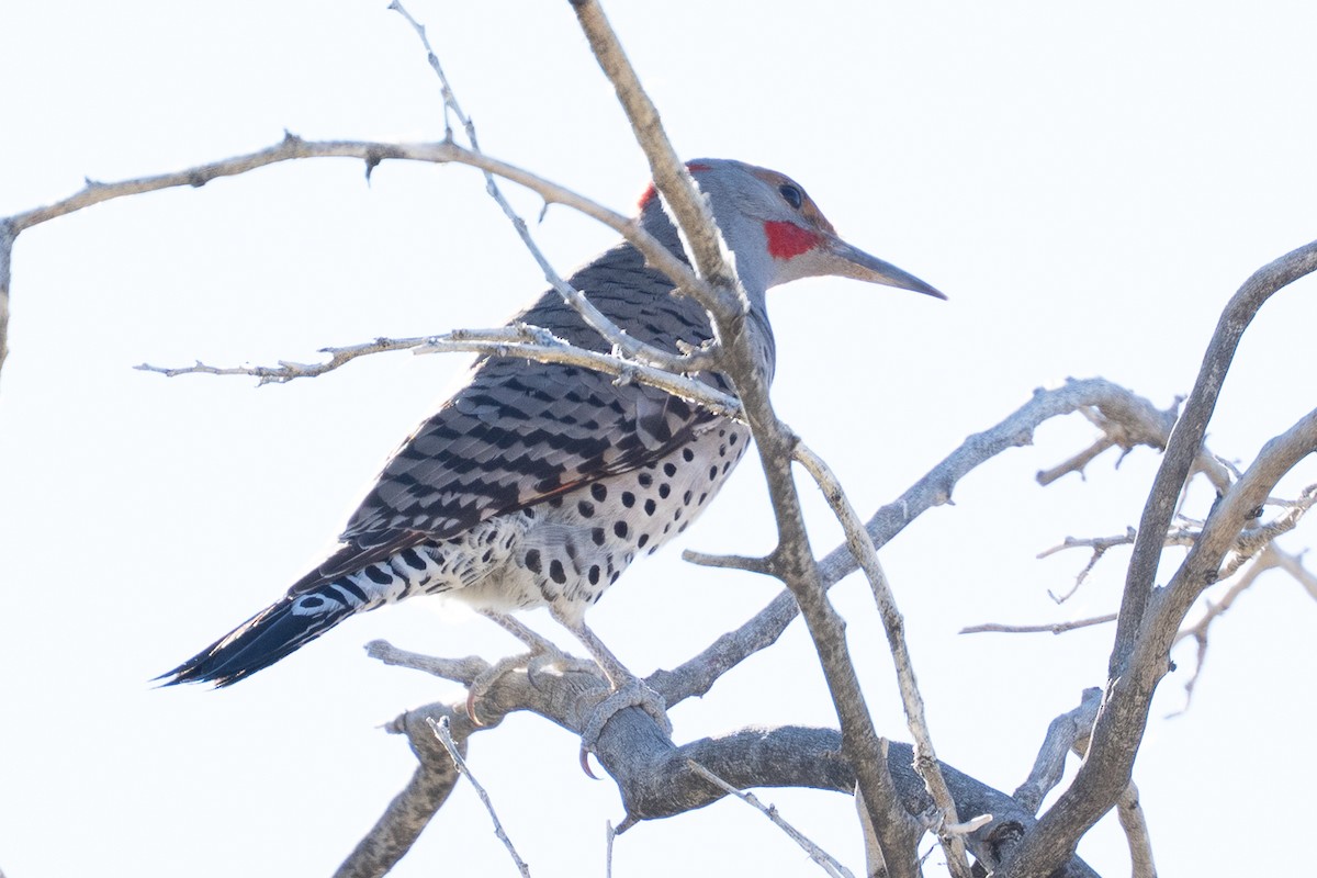 Northern Flicker (Yellow-shafted x Red-shafted) - ML646617773