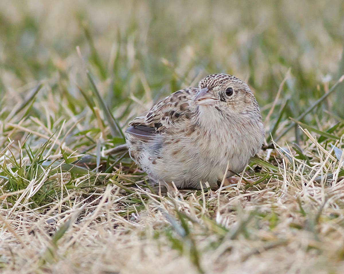 Чінголо очеретяний - ML646617775
