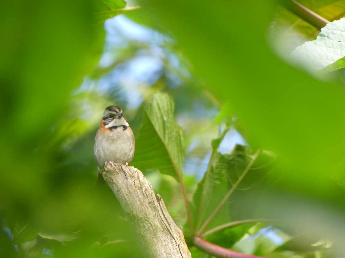 Morgenammer - ML646617777