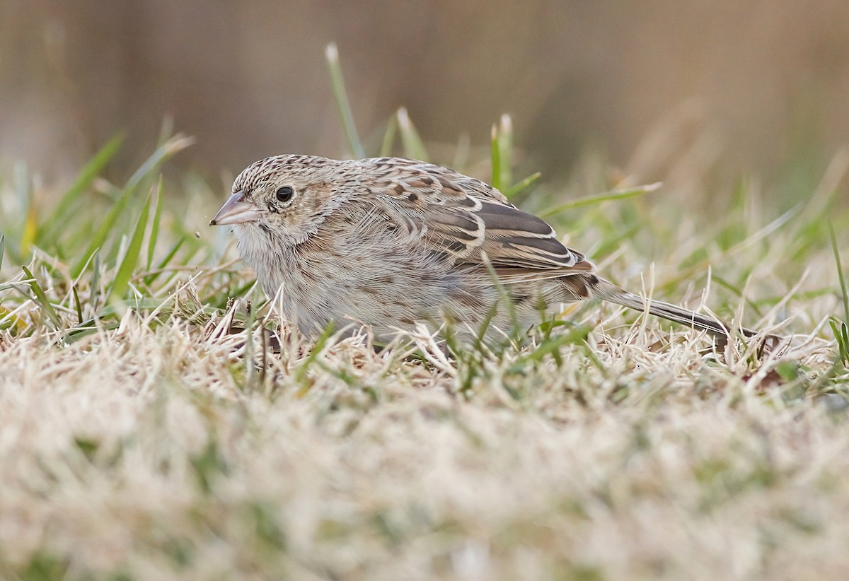 Чінголо очеретяний - ML646617779