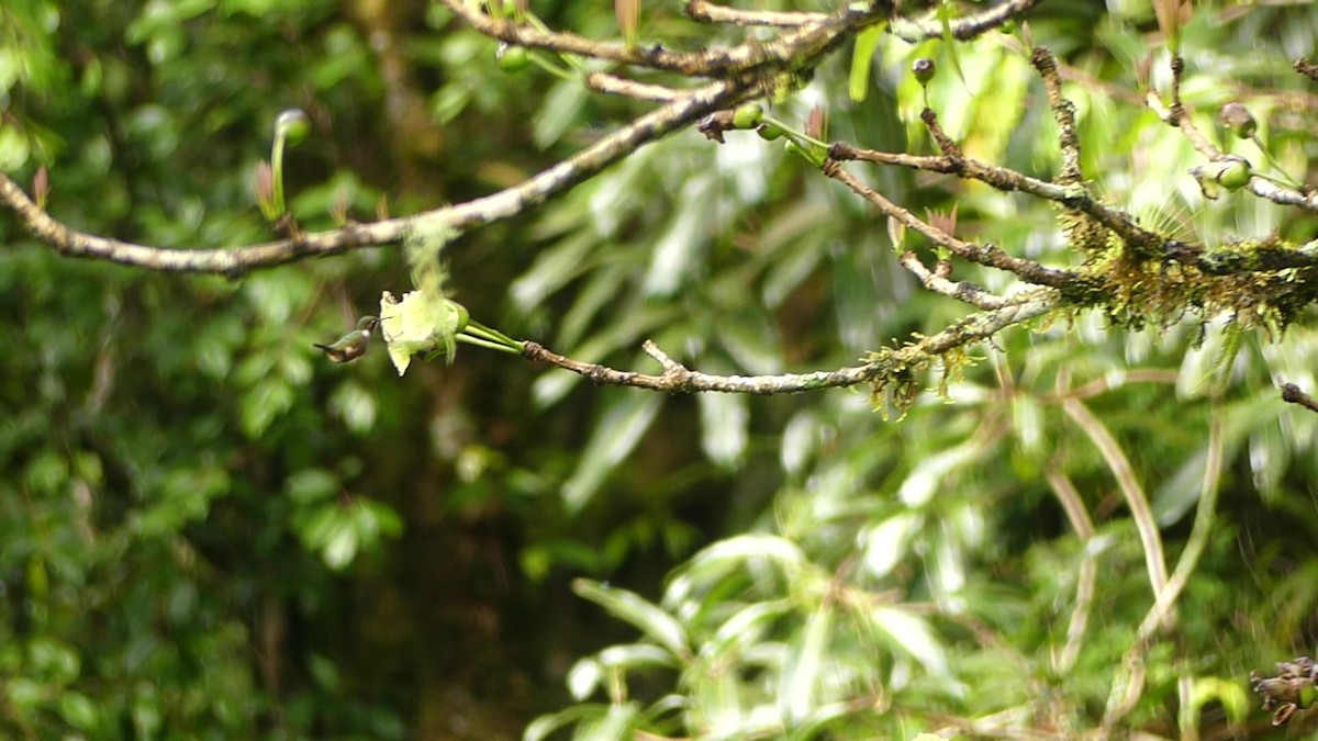 magentakolibri - ML646617780