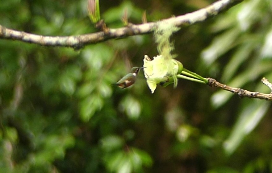 magentakolibri - ML646617781