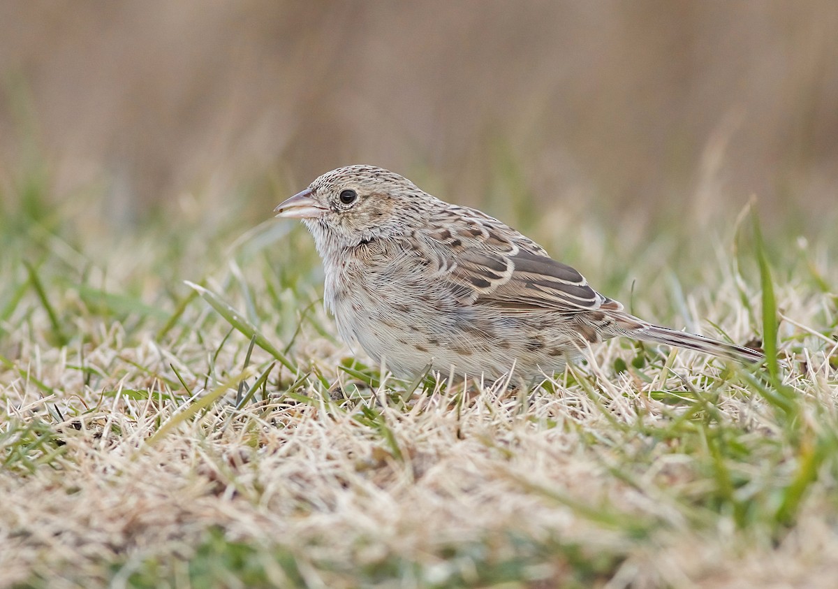 Чінголо очеретяний - ML646617782