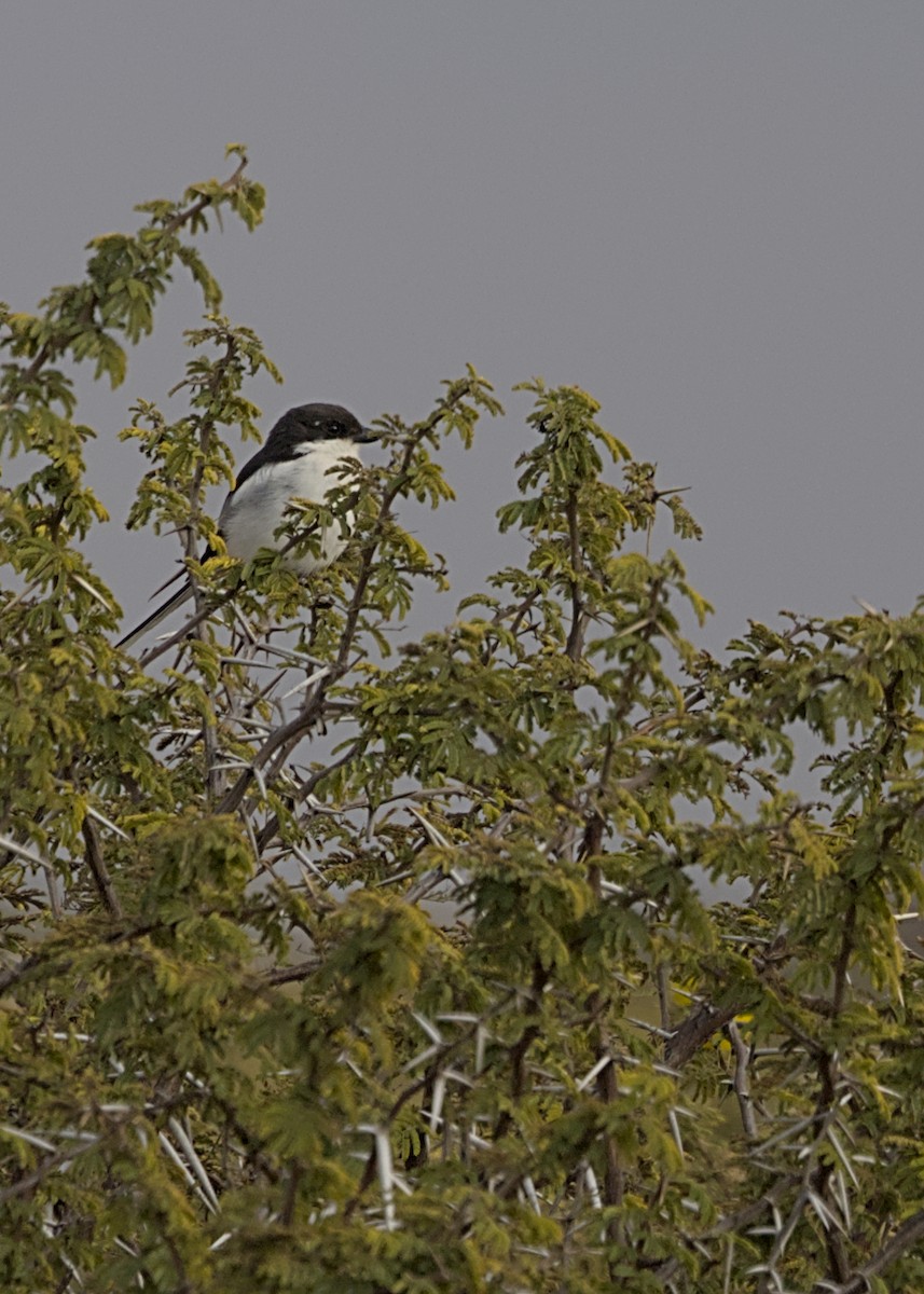 Fiskalwürger (collaris/pyrrhostictus) - ML646617783