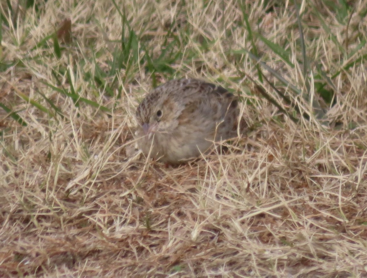 Cassin's Sparrow - ML646617785