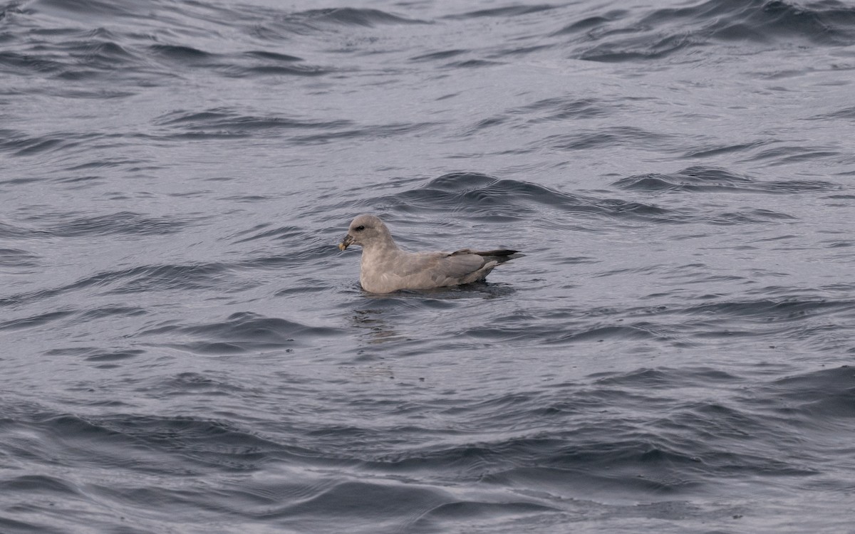 Northern Fulmar - ML646617787