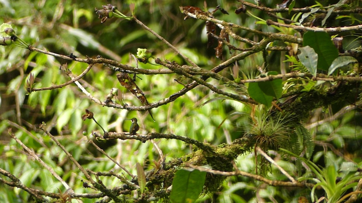 magentakolibri - ML646617788