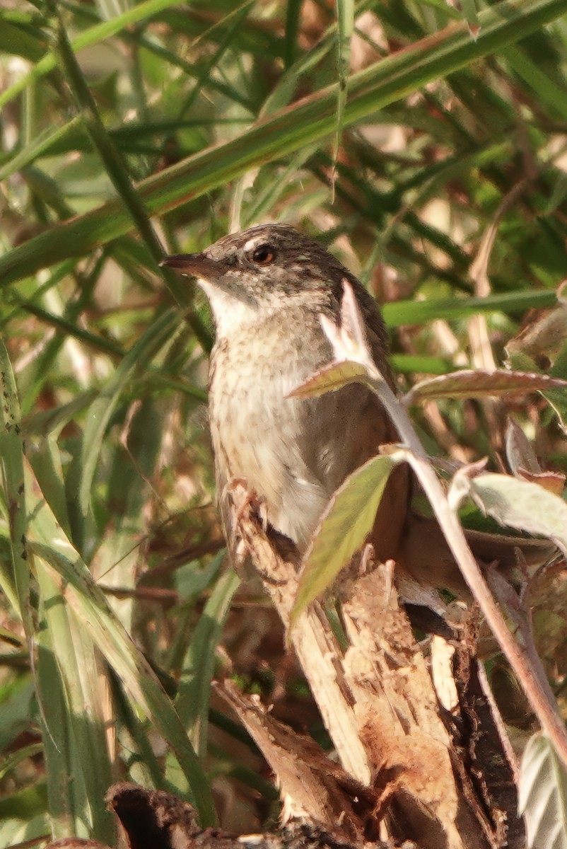Himalayan Prinia - ML646617789