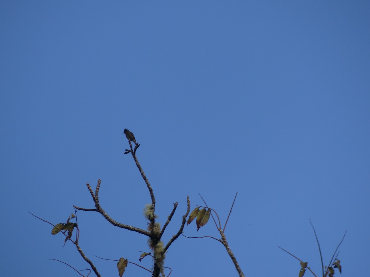 sotpivi - ML646617790