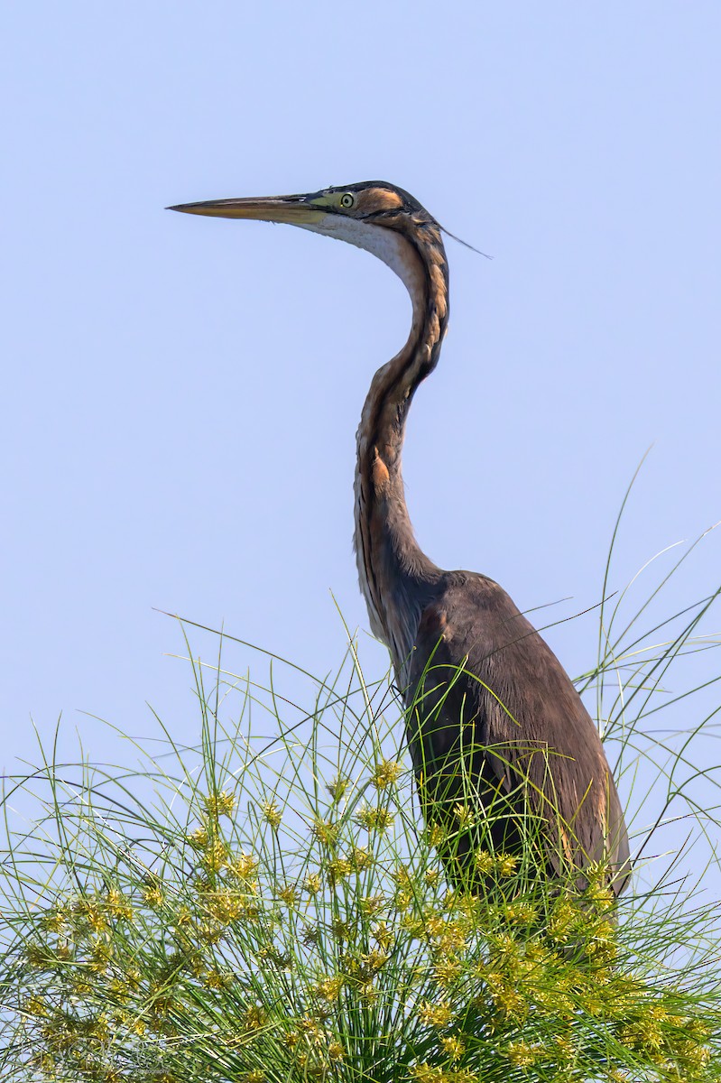 Purple Heron (Purple) - ML646617791