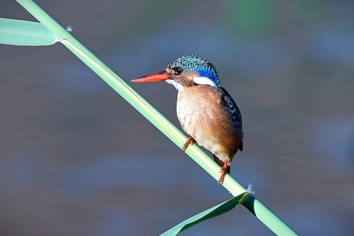 Malachite Kingfisher - ML646617793