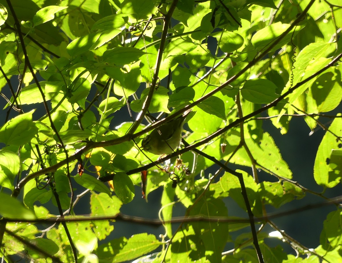 møllparula - ML646617794