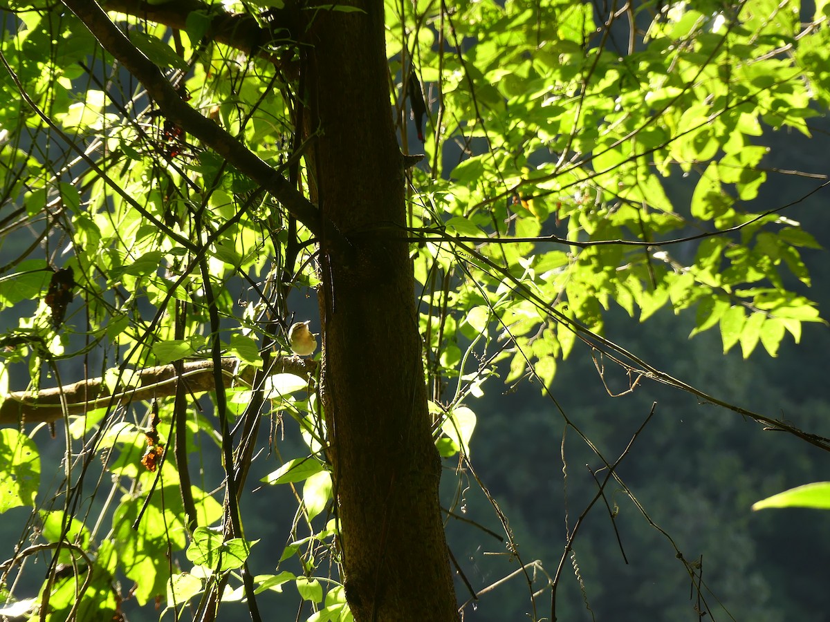 møllparula - ML646617796