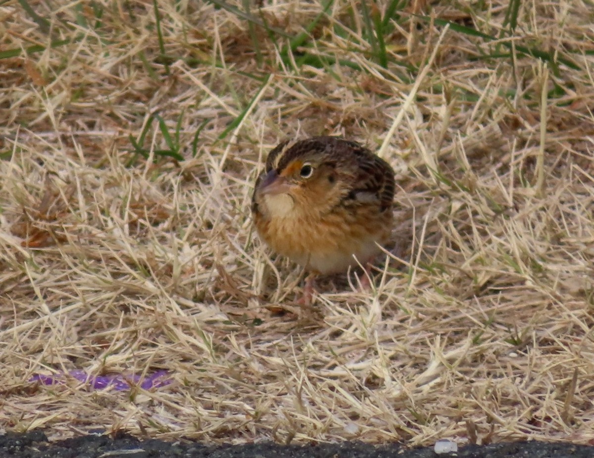Grasshopper Sparrow - ML646617799