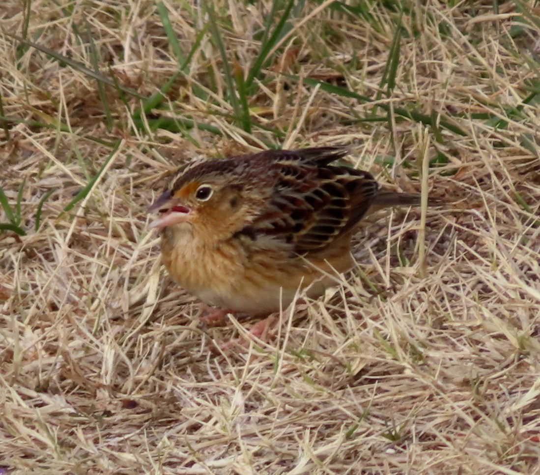 Grasshopper Sparrow - ML646617800
