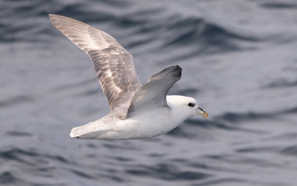 Northern Fulmar - ML646617805