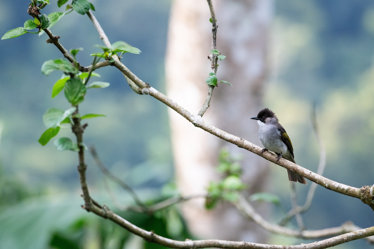 Ashy Bulbul - ML646617806