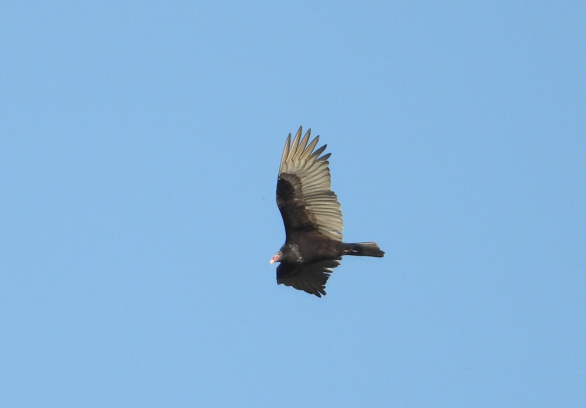 Turkey Vulture - ML646617807