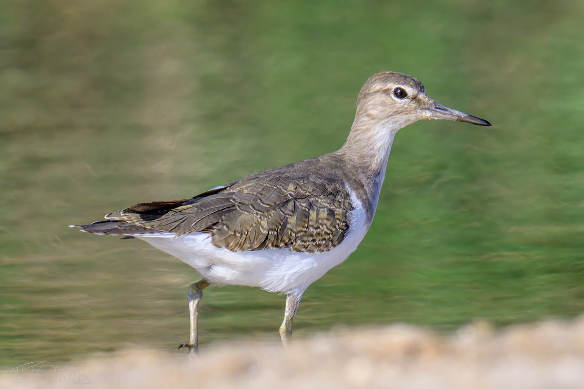 Common Sandpiper - ML646617808