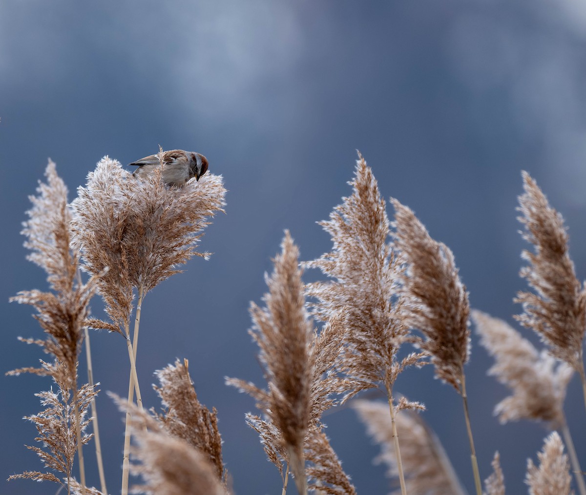American Tree Sparrow - ML646617809